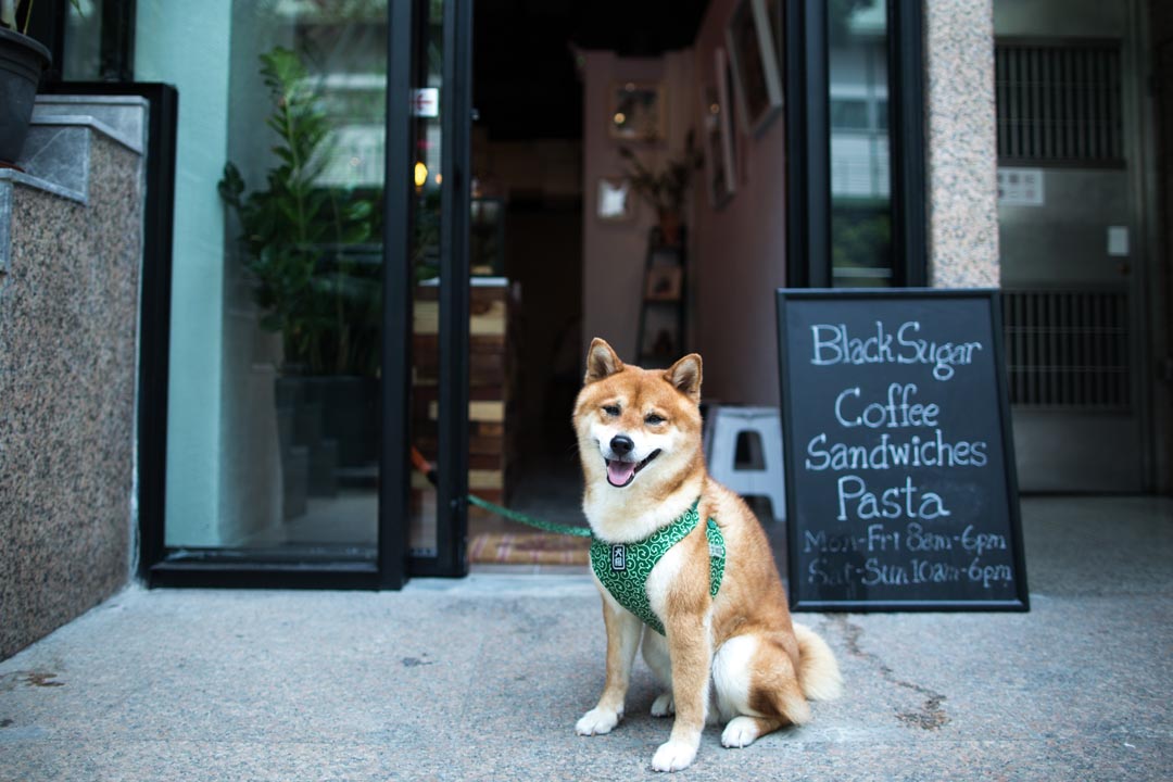 Black Sugar Coffee 店名和logo都取材自他们的一条日本柴犬。