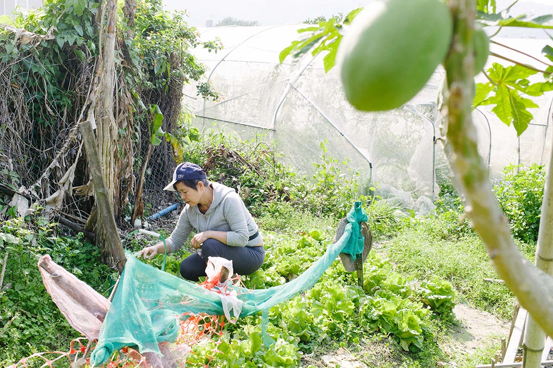 2016年,「菜園村關注組」主席高春香於菜園新村的「老人田」收割生菜。