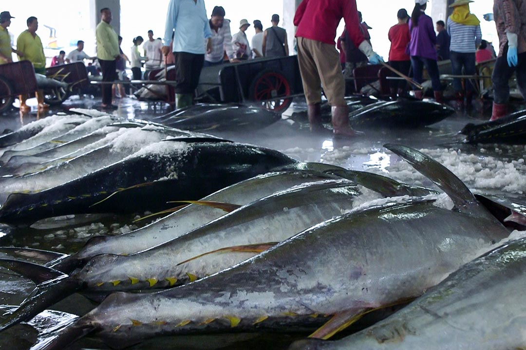 台灣遠洋漁業在中西太平洋水域的鰹魚、黃鰭鮪(黃鰭金槍魚)、大目鮪(大目金槍魚)漁獲量,台灣以27.3萬公噸排名第三,僅輸給美國、韓國。