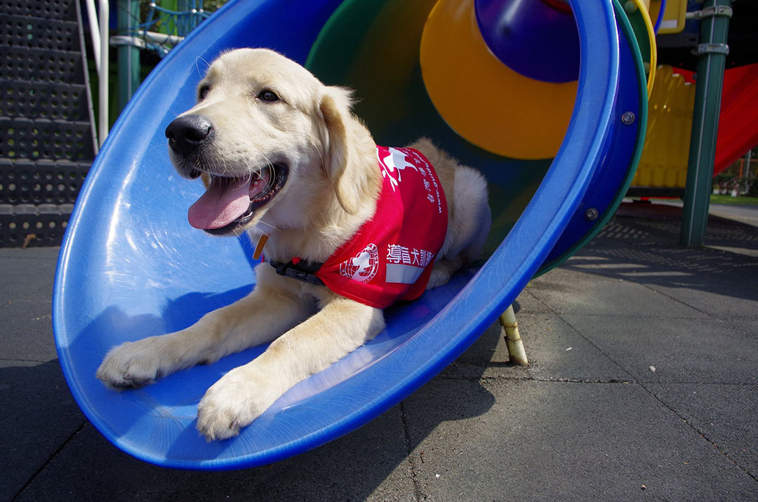 台湾导盲犬使用者虽然不多、训练导盲犬的历史也不算长,但在国际间已小有名气。