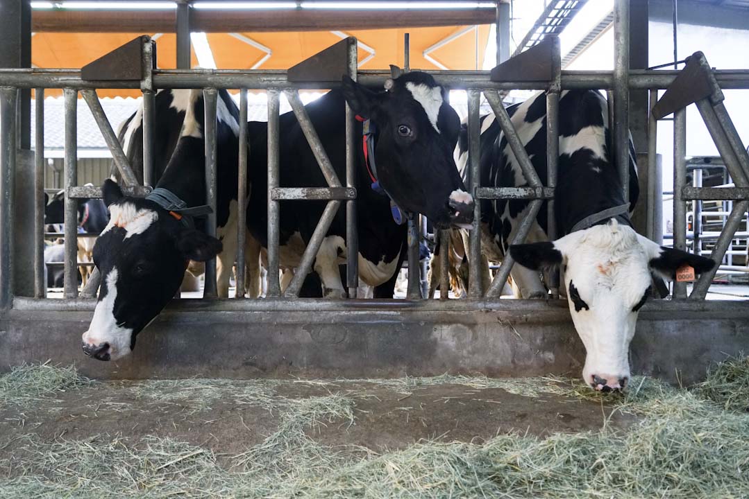 台大試驗牧場自己飼養牛隻自製鮮乳。