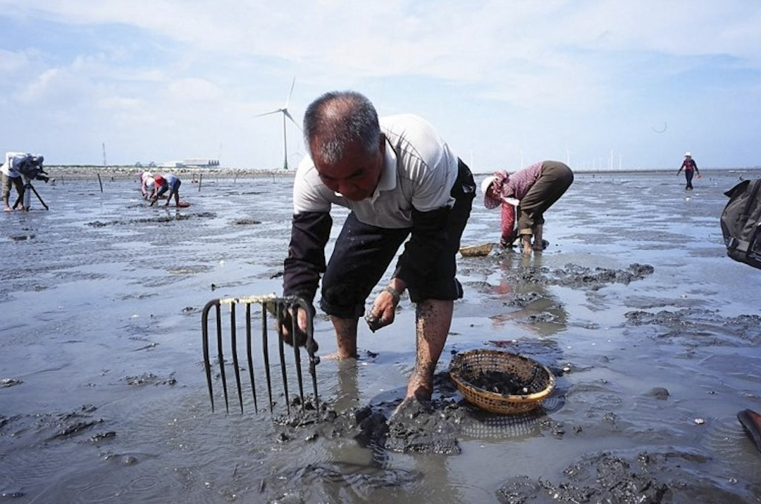 2008年7月，彰化海岸退潮之後，許多民眾前往耙取貝類。