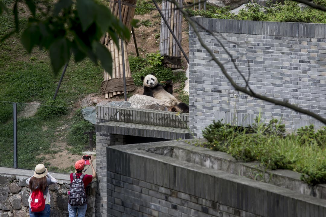 这是香港有史以来最大规模的对外援建,投资超过100亿港币。它集结了香港社会四面八方的力量:除却牵头的香港政府,还有工程、建筑、康复医学等各界别的资深人士和大大小小数十间NGO。图为香港特区政府资助援建,都江堰大熊猫救护与疾病防控中心。