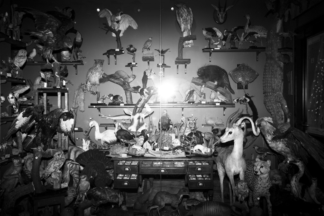 博物馆即将展出德国自然主义者和天主教神父Ernst Johann Schmitz,约一个世纪前于居于圣地(以色列、巴勒斯坦和黎巴嫩一带)时收藏的动物标本。