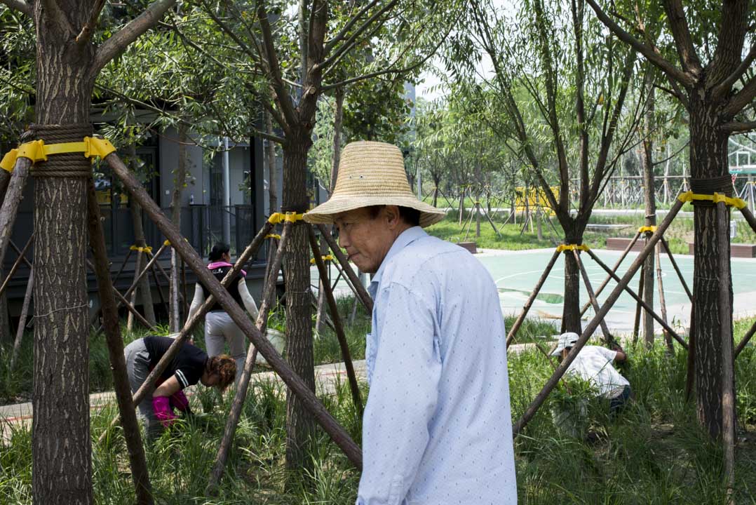 烈日下，園區內的一個綠化工人。