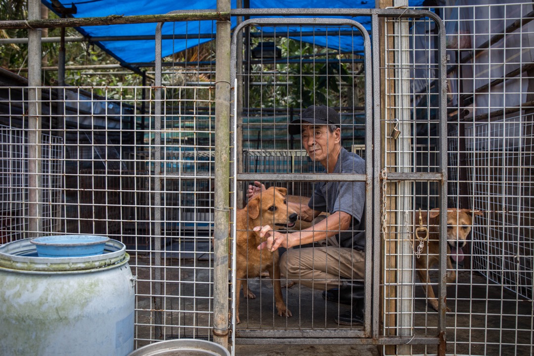 现年近70岁的陈辉住在近元朗崇山新村山上的木屋，在木屋附近分别搭建两个狗棚，共养了十七只流浪狗。可是，“山竹”的来袭摧毁了他辛苦搭建的狗棚。 