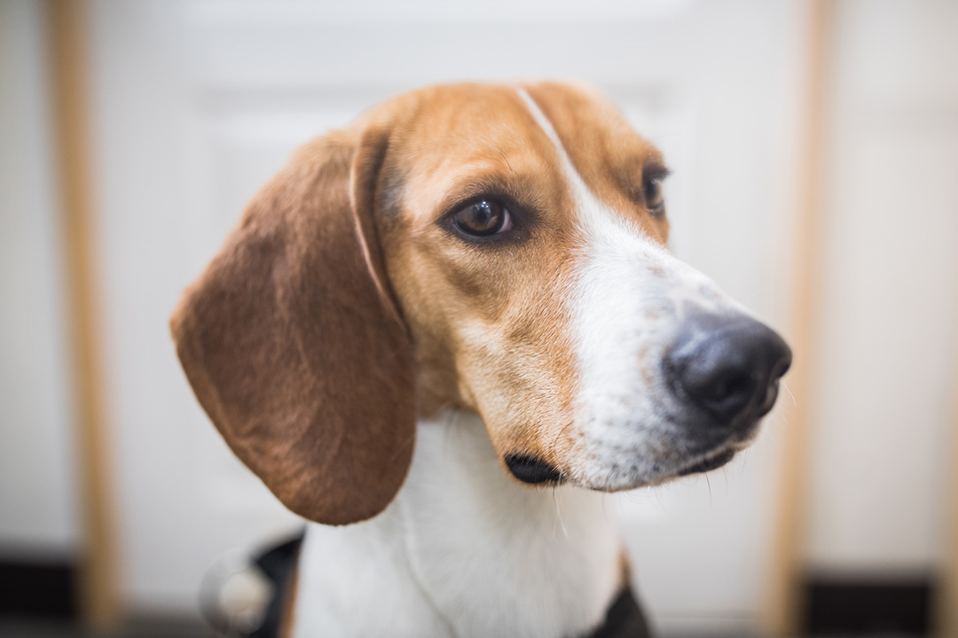 檢疫犬Gavin。
