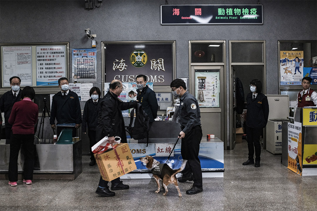 2019年1月4日,金門水頭碼頭一隻檢疫犬在工作。