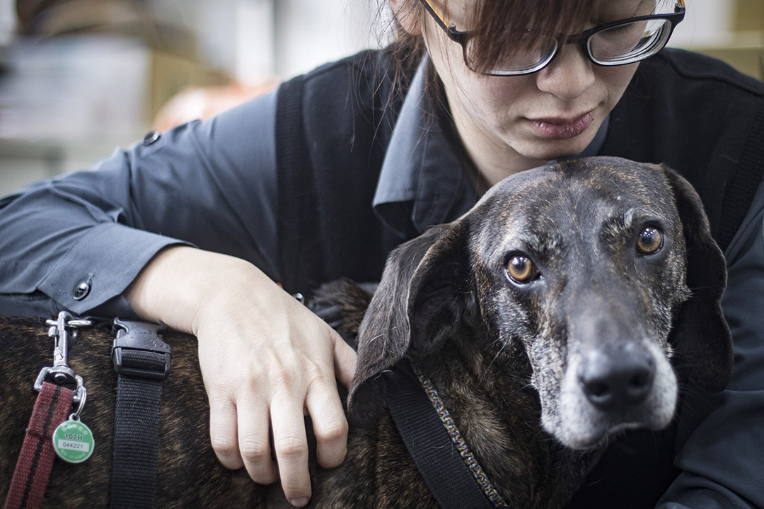領犬員張芷榕與檢疫犬Harry。