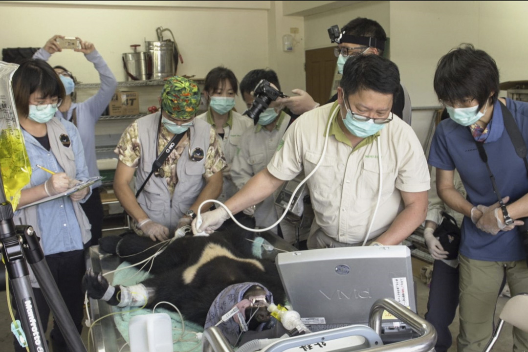 四月初野訓團隊替小熊進行第五次健康檢查，台北市立動物園的獸醫團隊，特別前來支援。