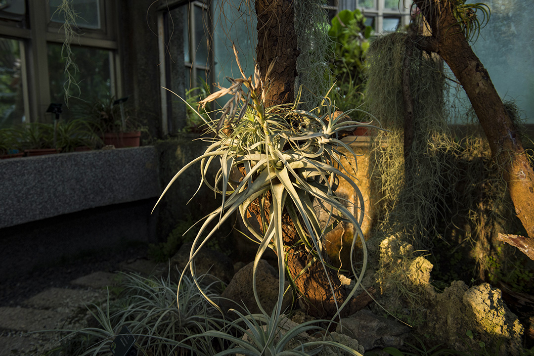 台北植物園溫室內的植物。