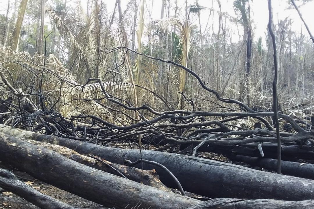 Uru-Eu-Wau-Wau原住民的土地附近有燒焦的樹木。