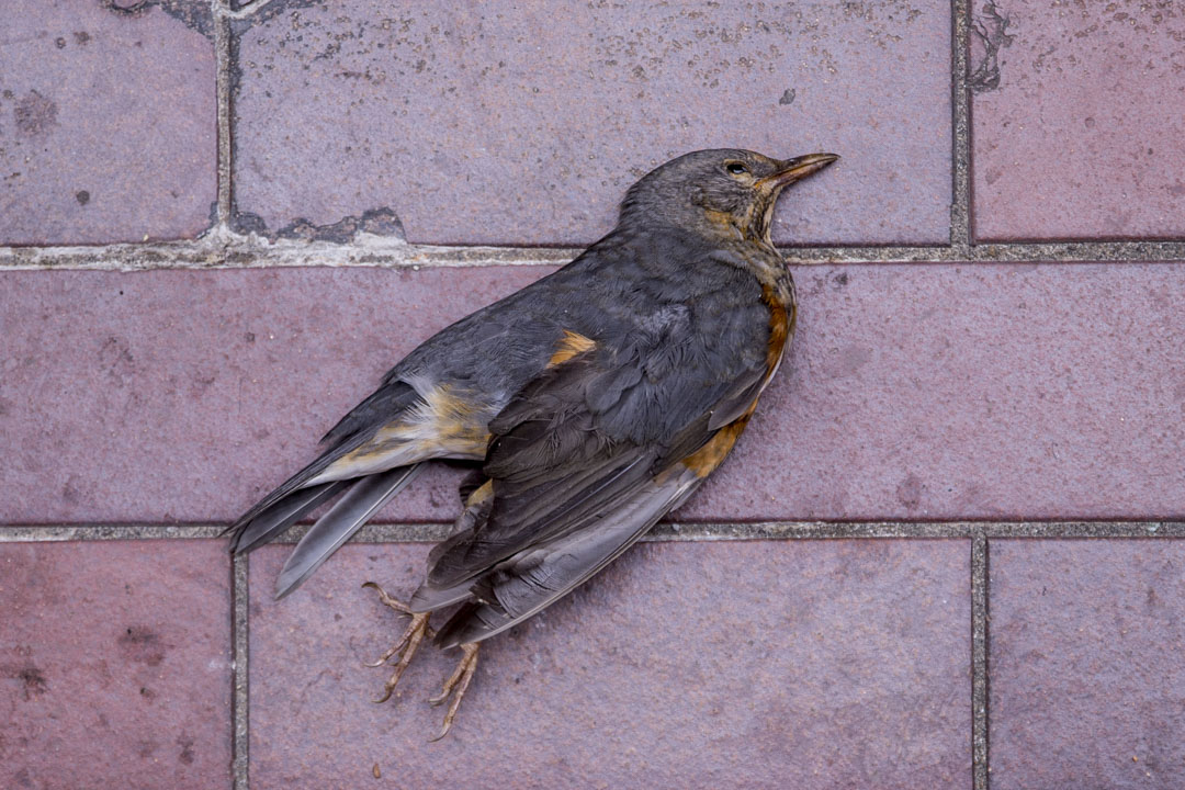 2019年11月20日,理大校園內一隻死去的鳥。