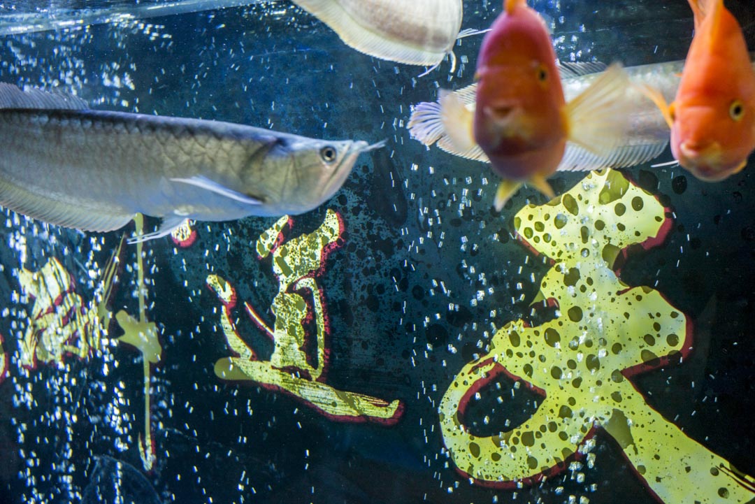 李總的婚介公司內,進門可見一台大魚缸,養着鯊魚和龍魚,魚缸裏四個大字和李總的微信名稱一樣——「天道酬勤」。