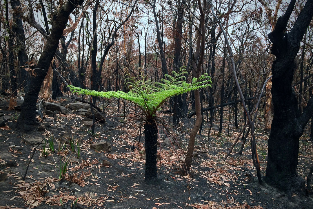 大火熄滅後,藍山國家公園裡的一棵小樹。