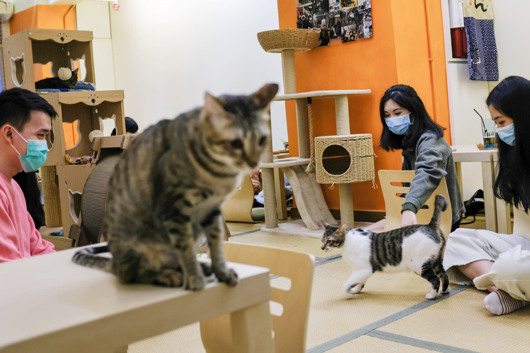 2020年1月27日,一間咖啡店的顧客戴上口罩。
