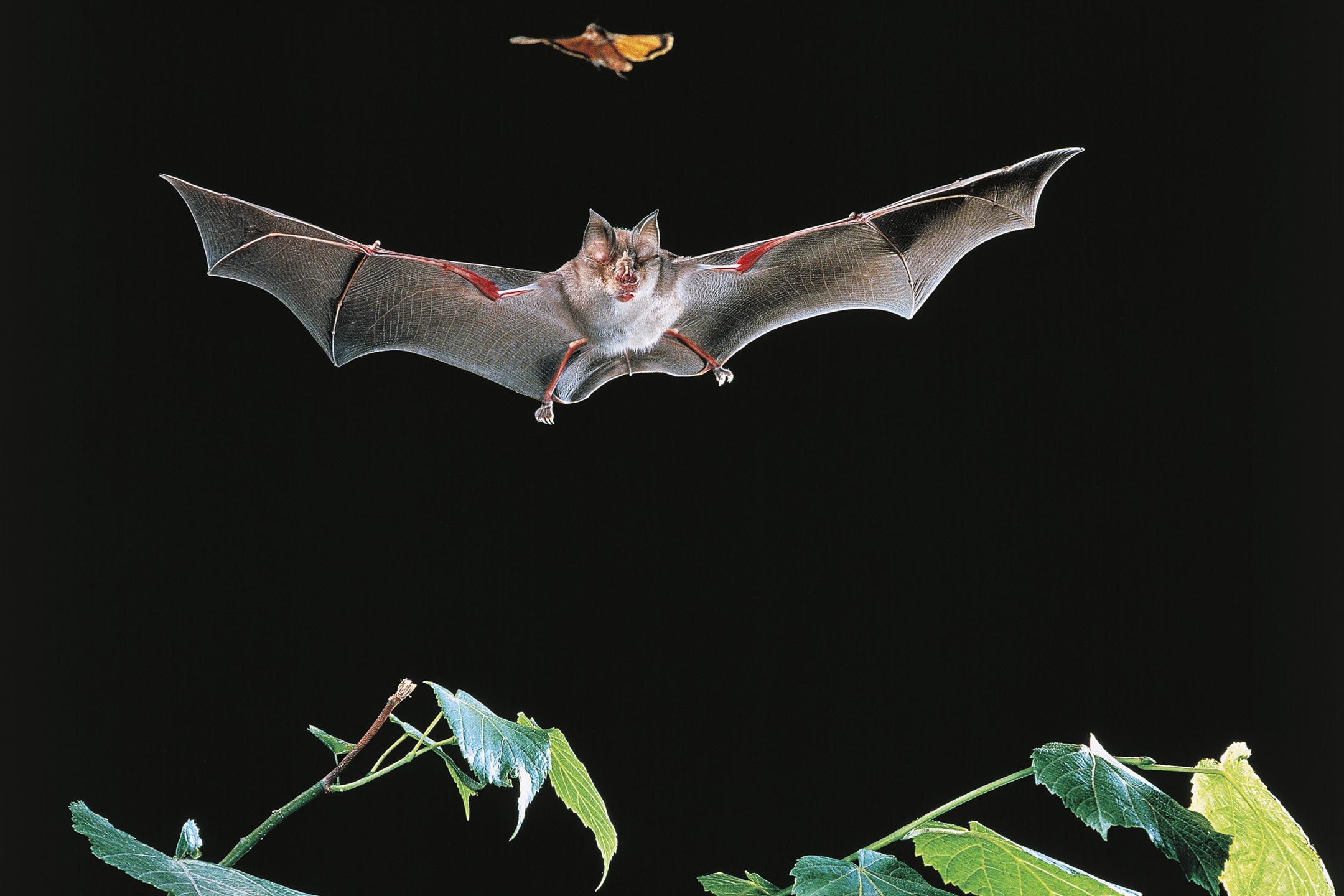 蹄鼻蝙蝠(horseshoe bats)。