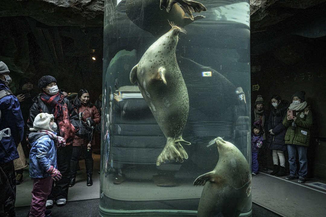 2020年2月7日,日本一個水族館,參觀的旅客都戴上了口罩。