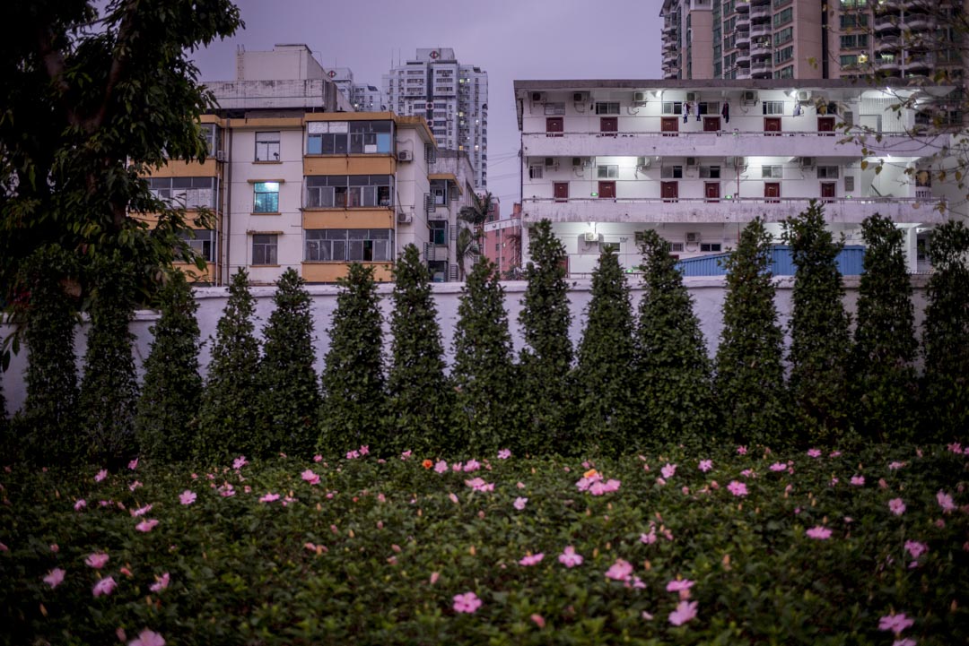 深圳,花丛后的民房。