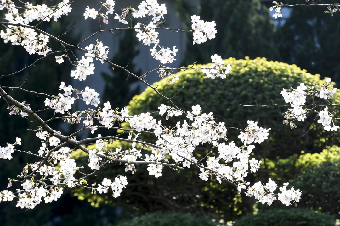 2020年3月18日，武漢大學櫻花盛開。