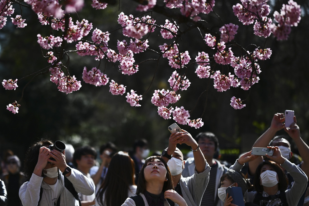 2020年3月21日,櫻花盛開,人們在東京上野公園拍照。