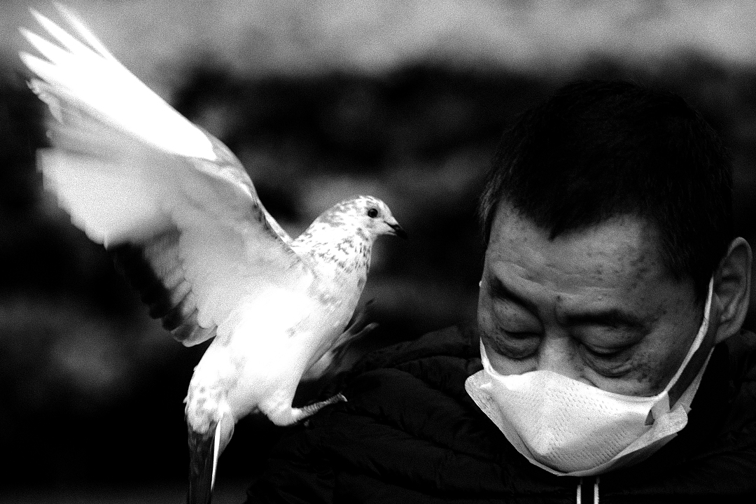 2020年4月7日台北，医院外的小公园内一只白鸽飞上一名老人的肩膀。
