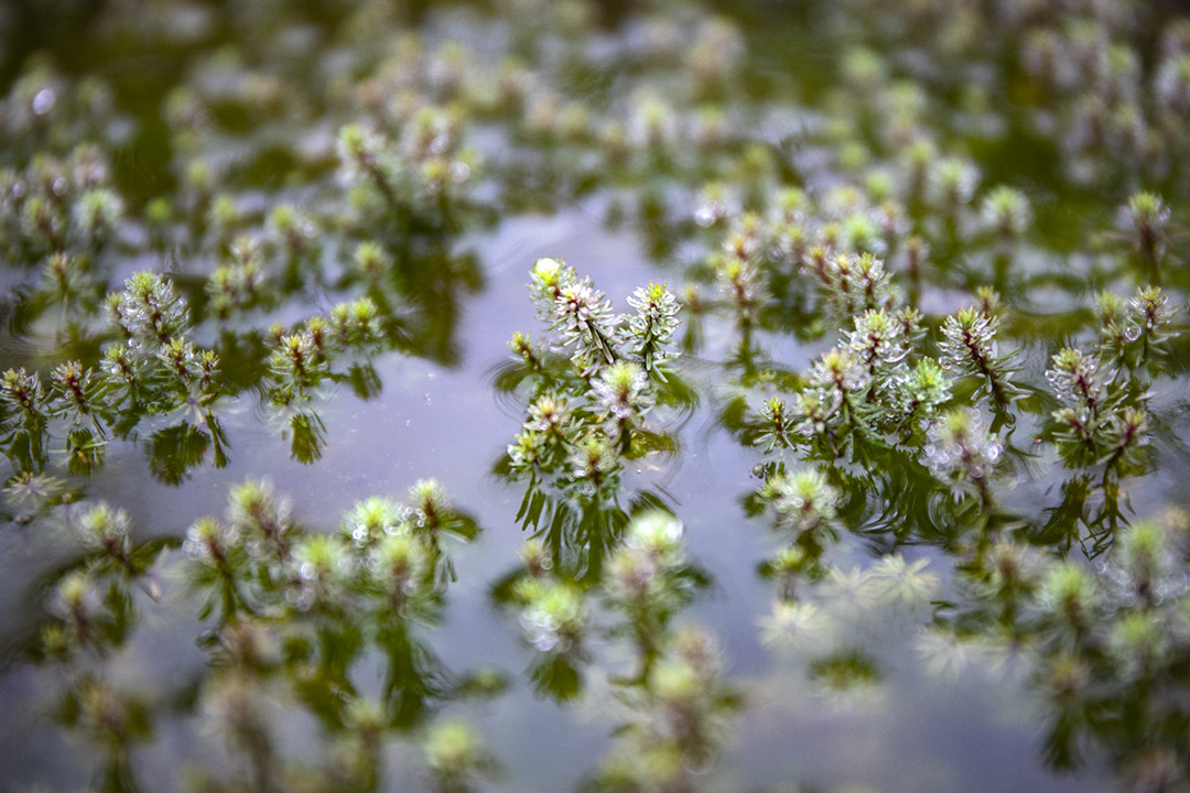 福山植物園温室內的植物。