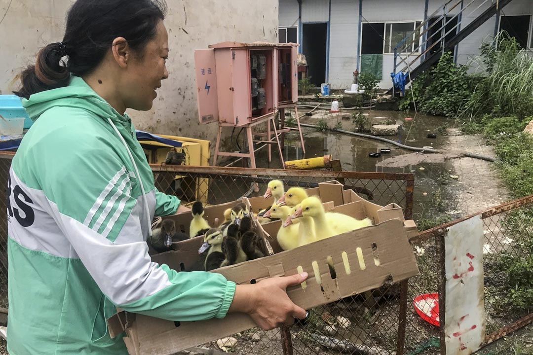 8月20日,陈艳春去市场上买了一群小鸭子和鹅回来,准备把它们养大吃肉。那时她做好了在烂尾楼里长期生活的打算。