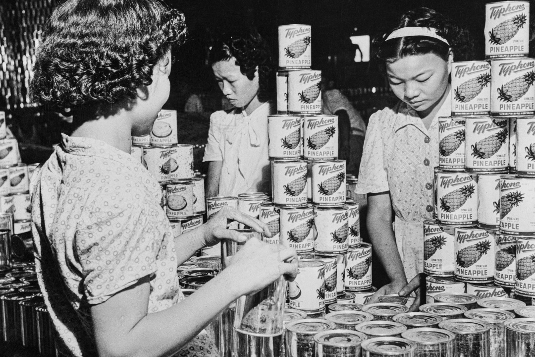 1955年1月1日台北,凤梨产业蓬勃发展。
