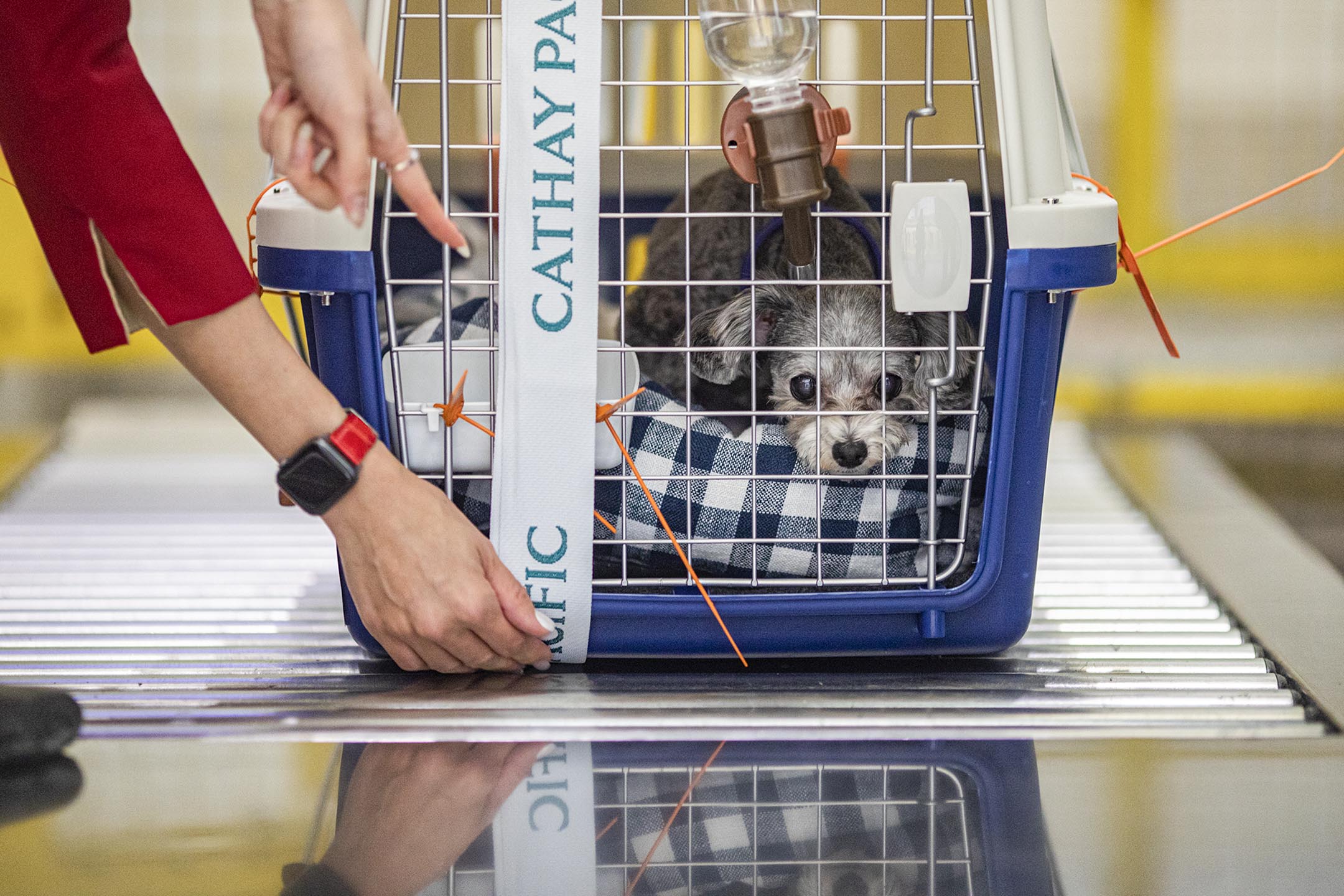 2021年2月25日香港國際機場,Florence的愛犬芝麻準備登機。