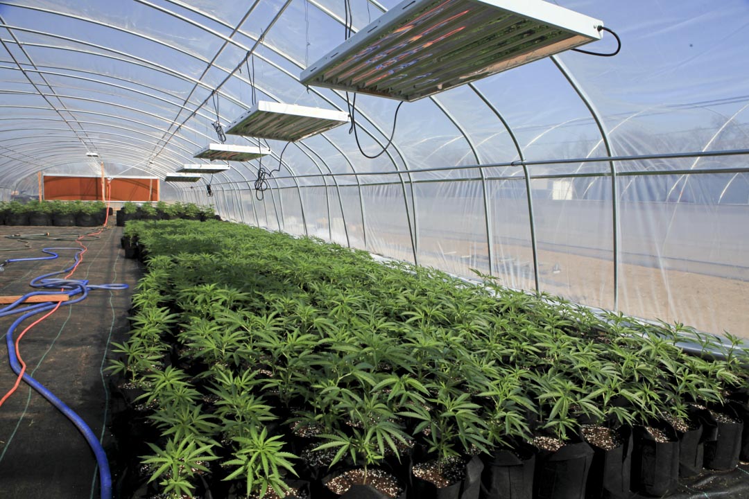 俄克拉荷馬州的大佛農場(Big Buddha Farm)裏,一間大棚裏生長的大麻作物和恆温監測裝置。