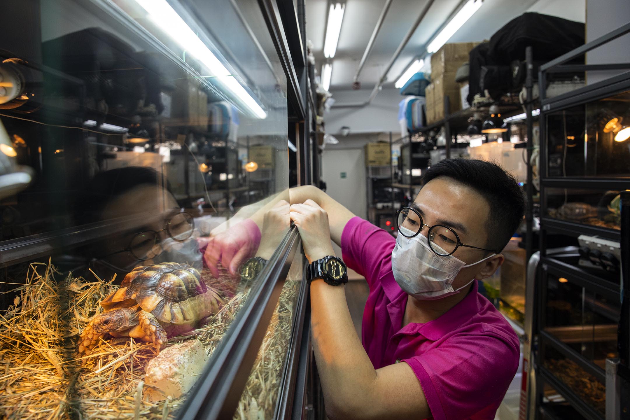 香港兩棲及爬蟲協會的義工黃朗研。