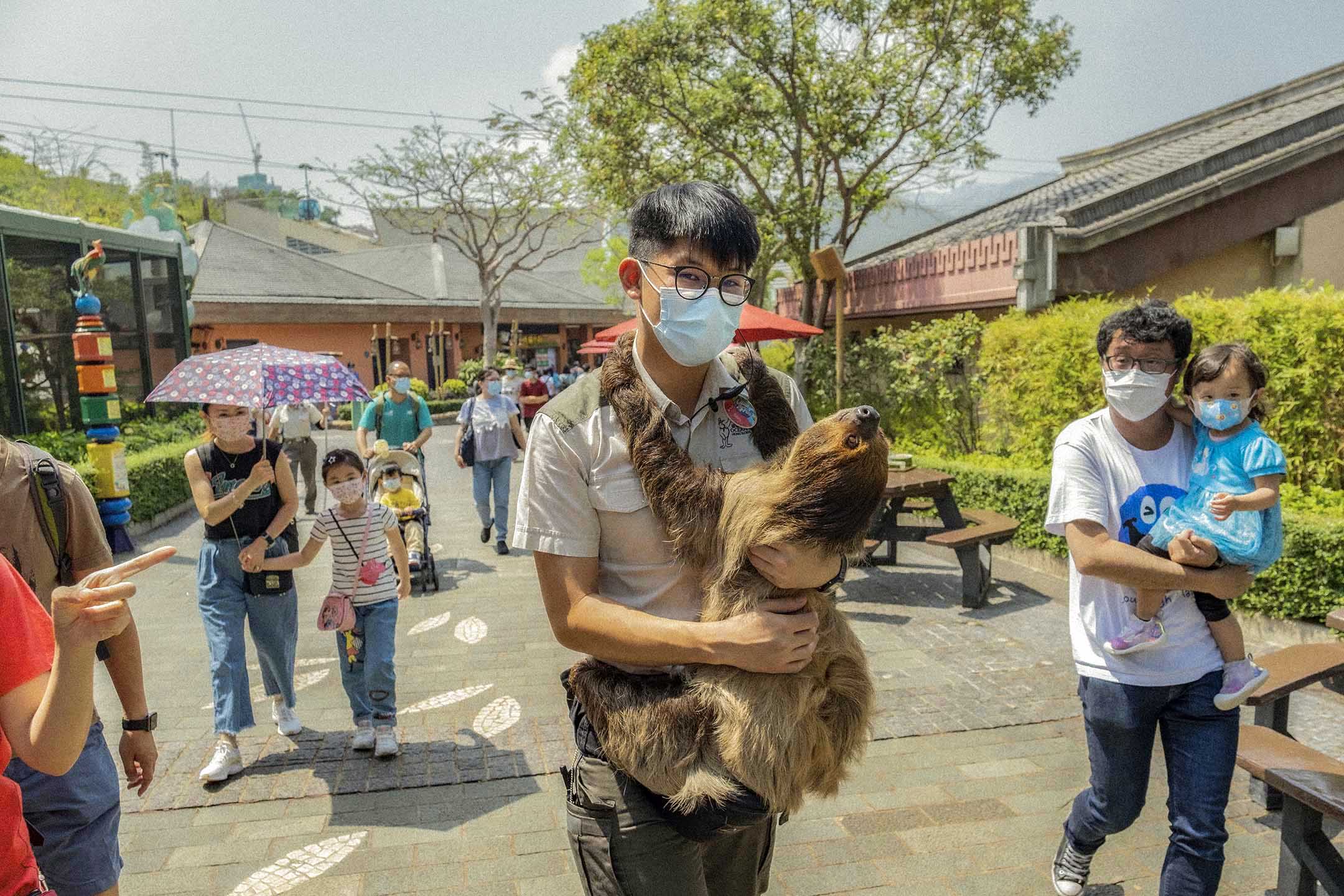 2021年4月6日,一隻樹懶在工作人員身上。