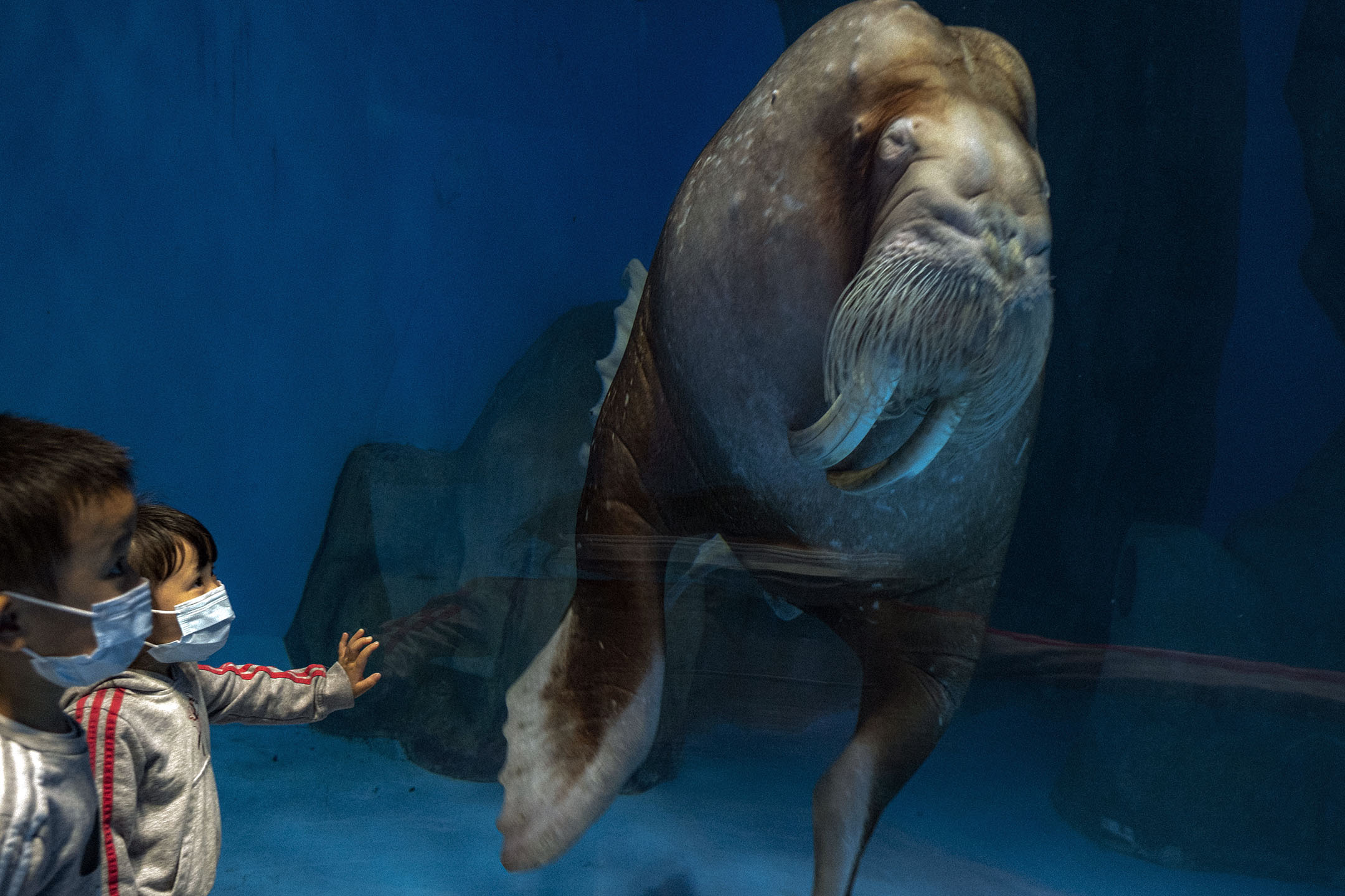 2021年3月27日,水族館内一隻海象。