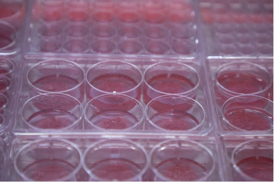 皿中之肉：曖昧的粉紅色下湧動的「新生命」