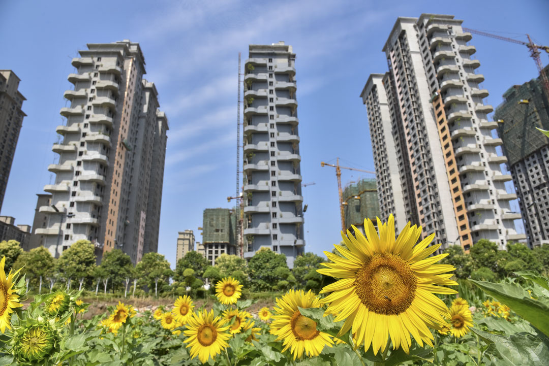 2020年6月14日,河南省洛陽市一個建築工地在向日葵後面施工中。