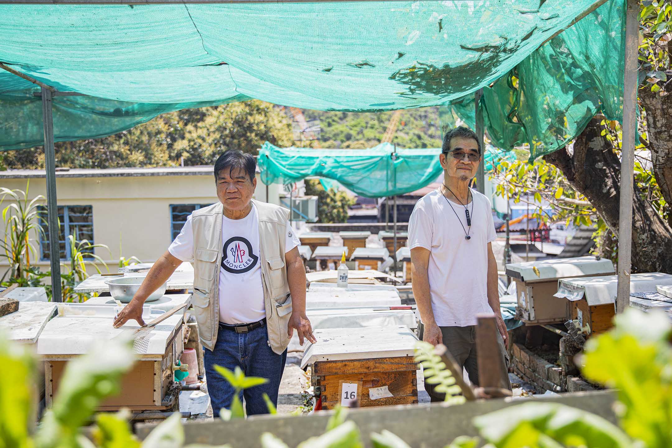 陳師傅和朋友在粉嶺布格仔村家中的後庭飼養了近50箱蜜蜂。