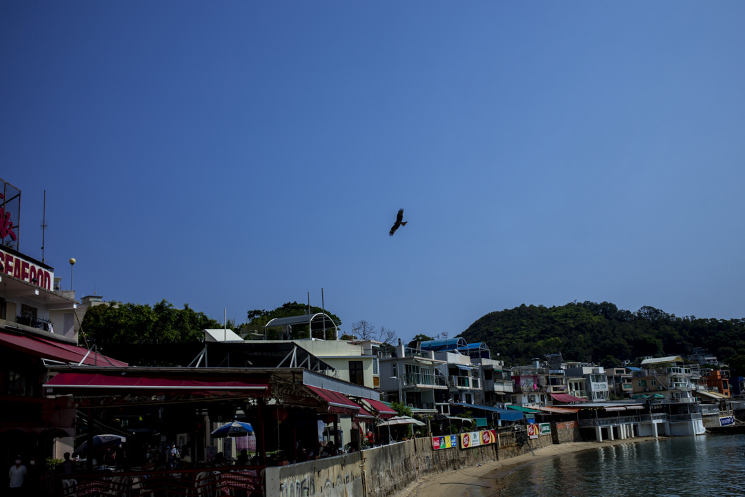 榕樹灣沿岸上的一隻鳥。