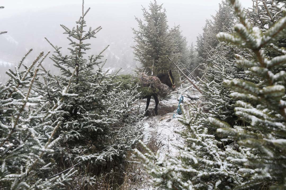 2021年11月2日,云顶雪地公园是北京冬奥自由式滑雪和单板滑雪比赛的场地,入冬后云顶雪地公园正在下雪。