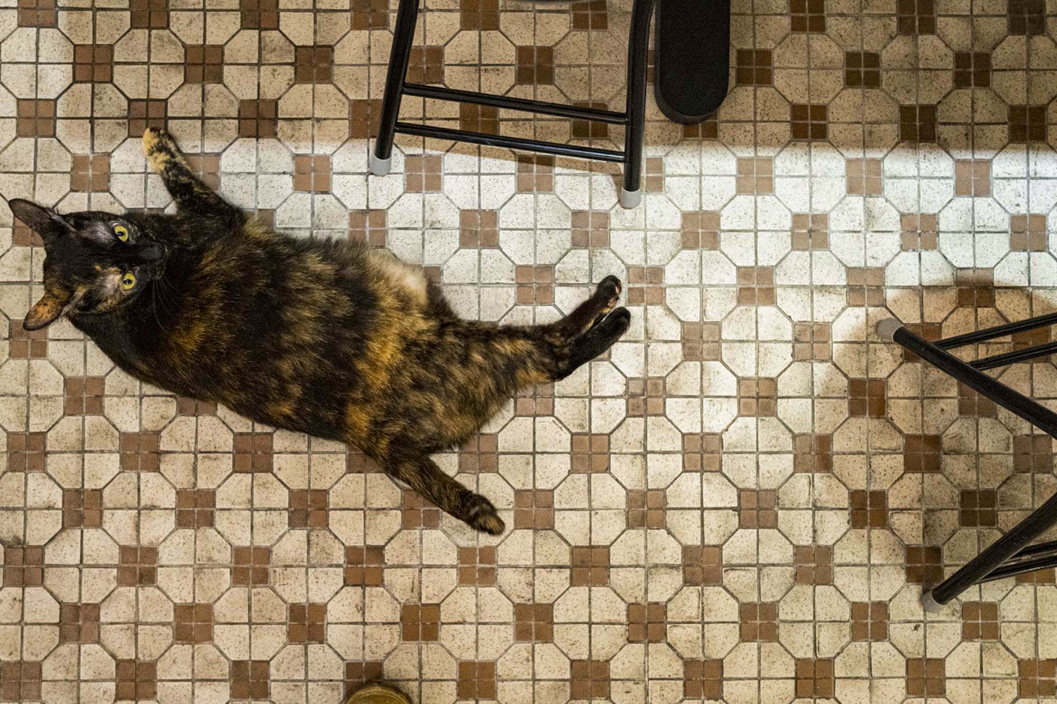 荣寓冰室的猫。