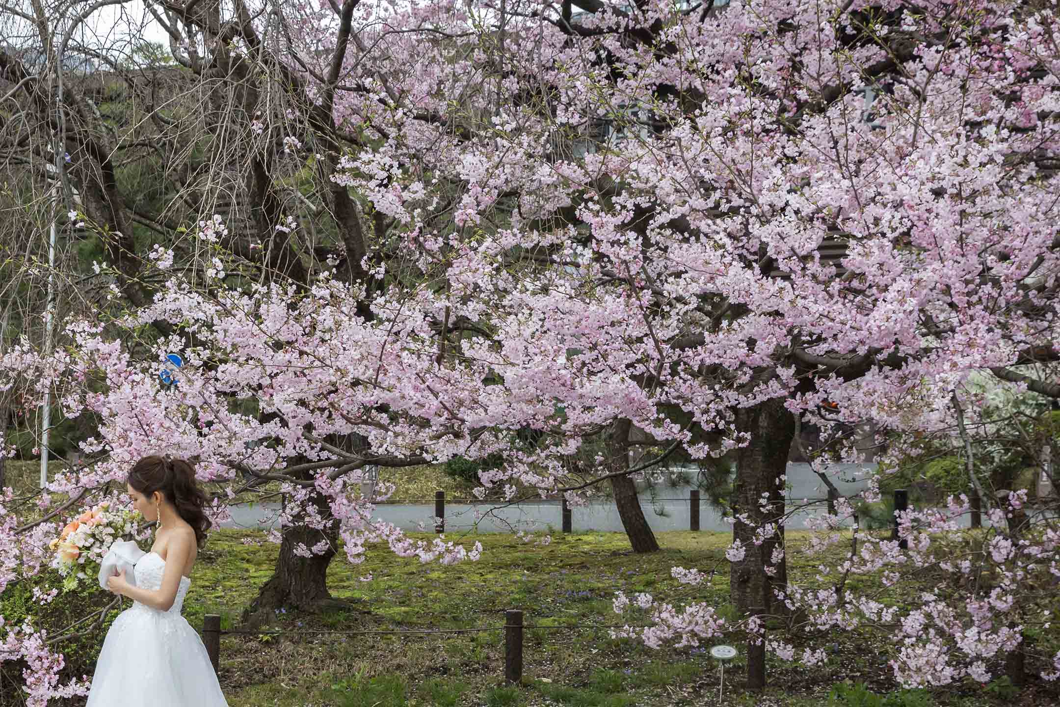 2021年3月22日日本东京,樱花盛开期间,一名身穿婚纱的女子与樱花树合影留念。