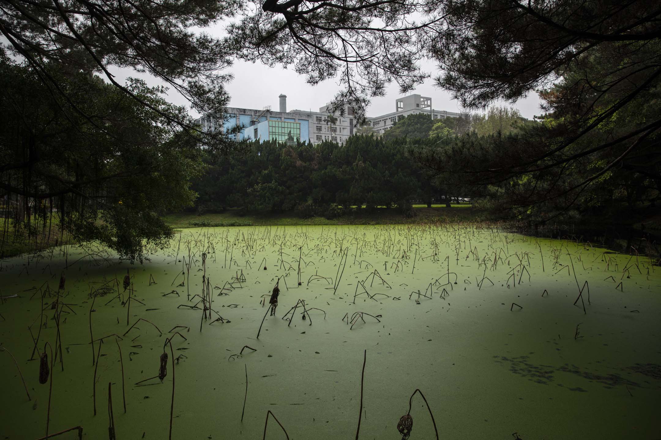 國立清華大學。
