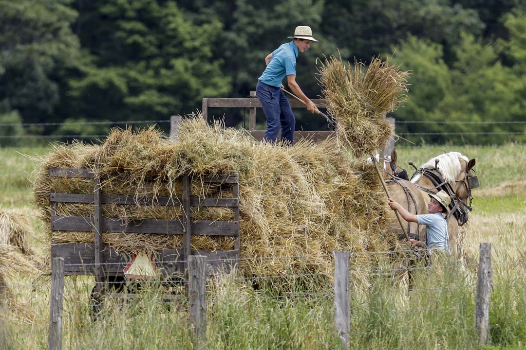 2011年7月15日,俄亥俄州米德菲爾德,兩個阿米什(Amish)男孩在馬車上堆放乾草。