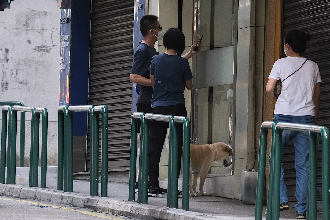 在相对静止期下,动物诊所成为宠物犬唯一能前往的合法去处。