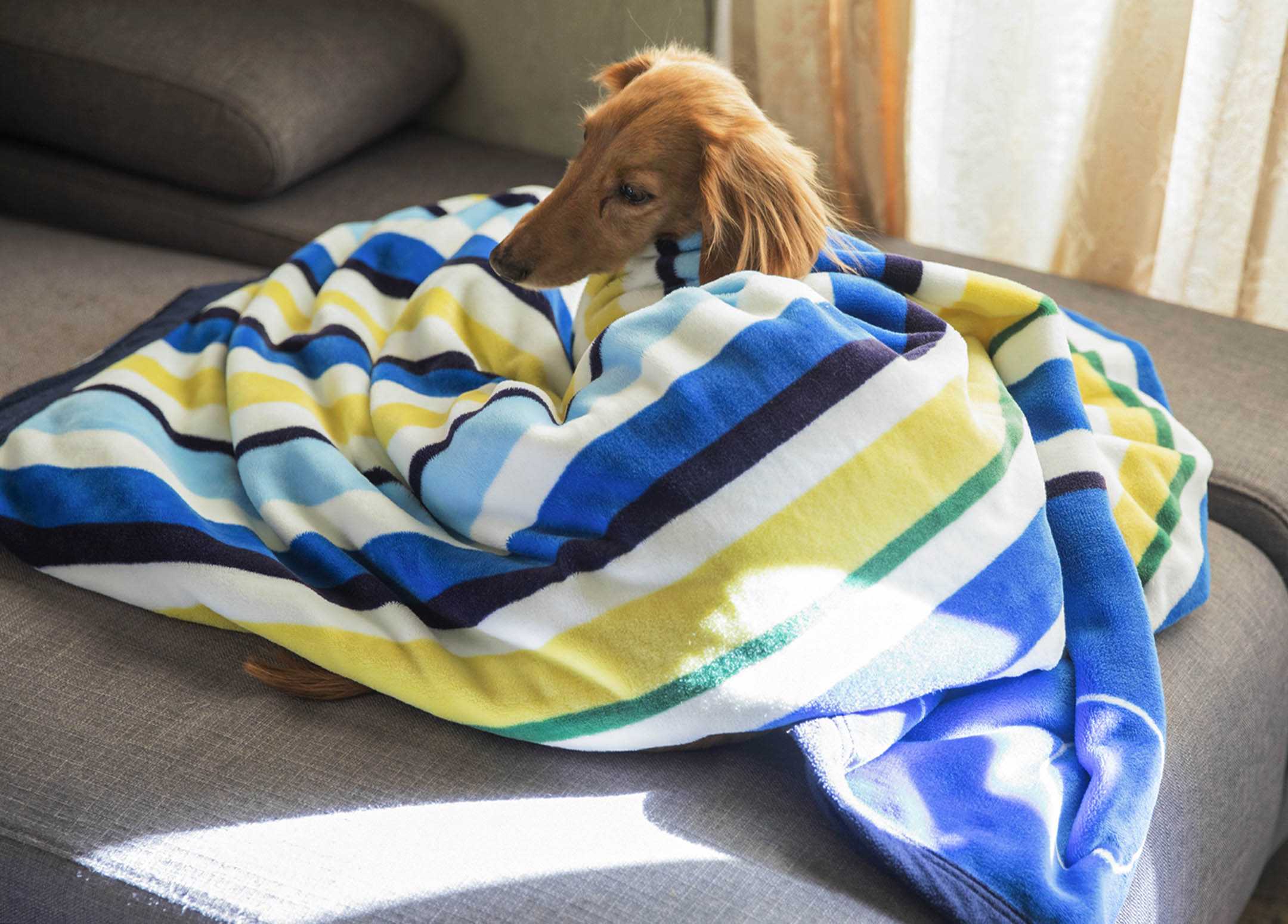 林于仙的愛犬。