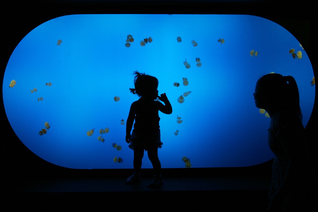 中国上海一个水族馆，一名女孩与母亲站在鱼缸的玻璃前。