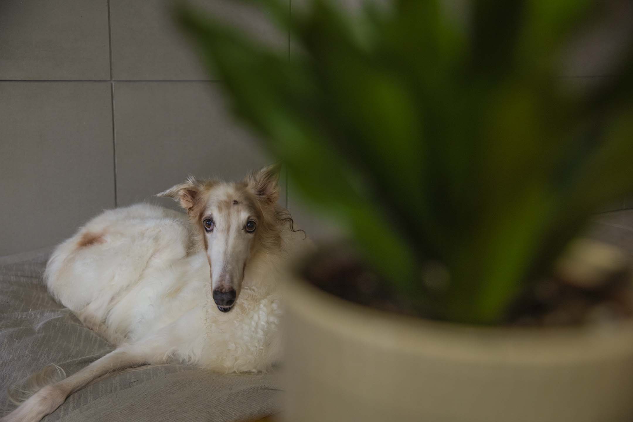 俄国猎狼犬Anya。