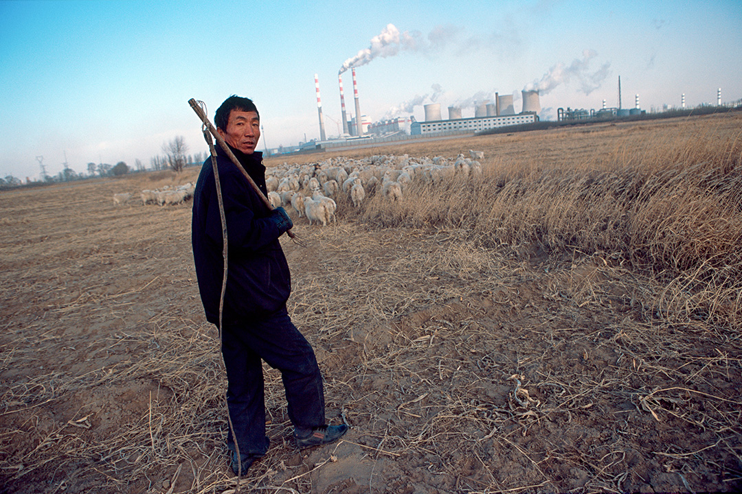 2008年12月02日，一名牧羊人，在燃煤發電廠外放羊。攝：Ryan Pyle/Corbis via Getty Images
