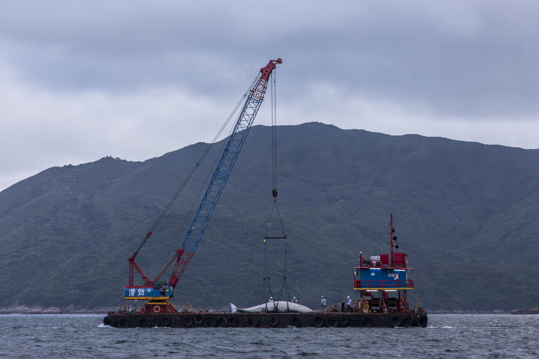 2023年7月31日,布氏鲸尸体由趸船运往西贡万宜水库西坝,以作解剖及调查死因。摄:林振东/端传媒