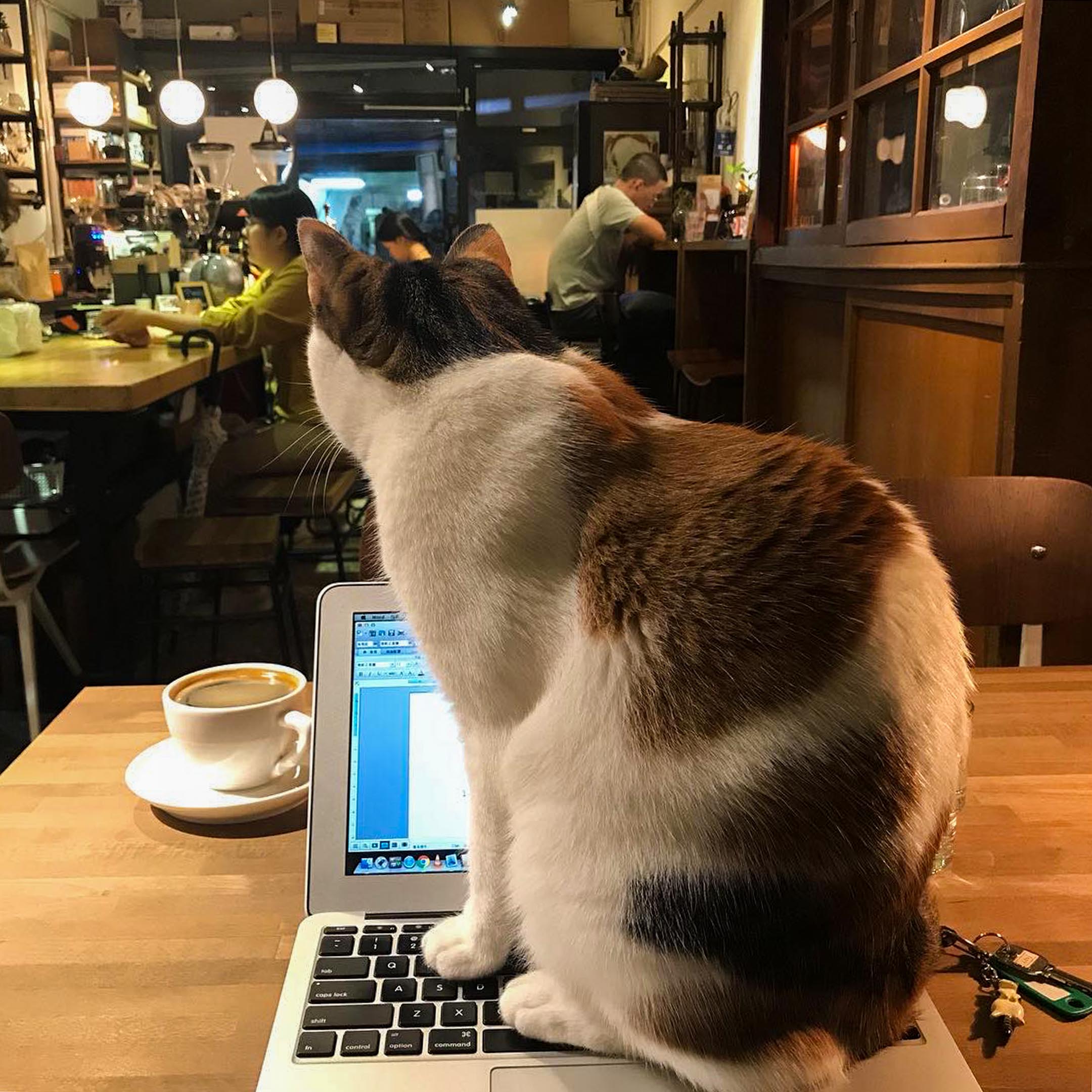 一只咖啡店的猫,站在陈慧工作的电脑上。图:受访者提供